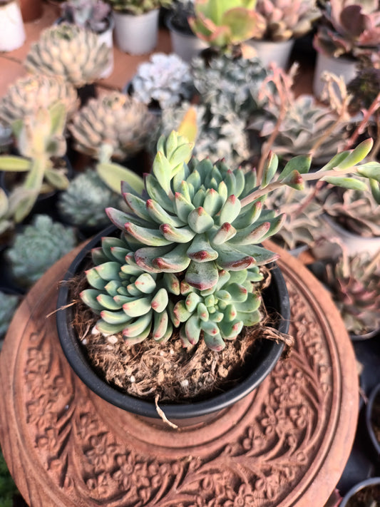 Sedeveria Blue Elf