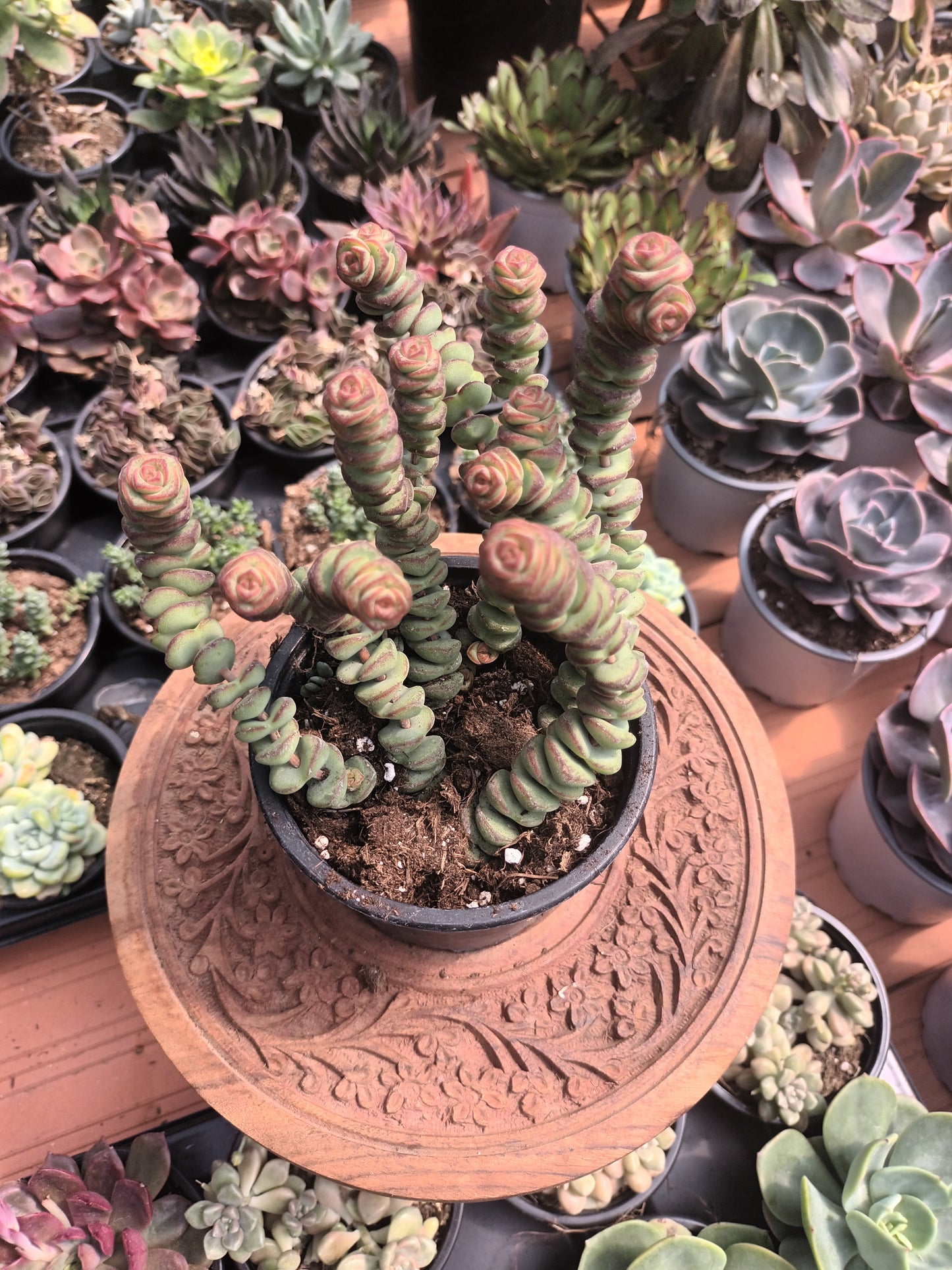 Crassula Marmeriana