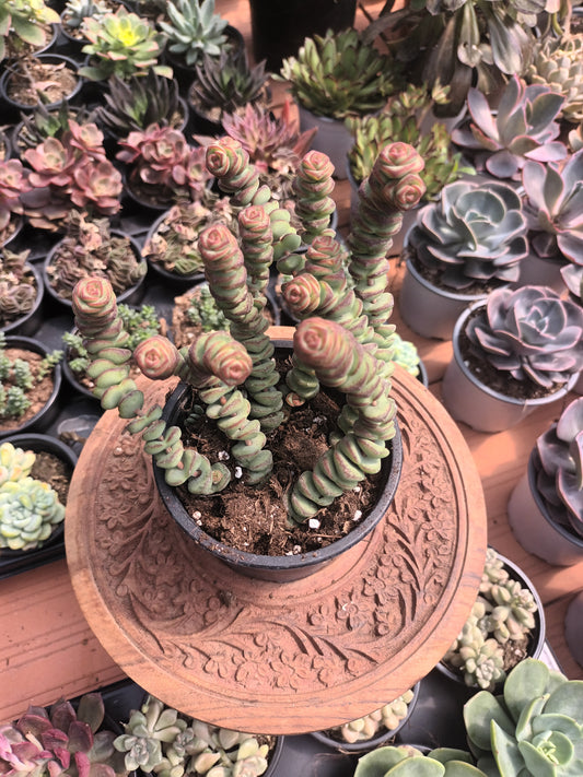 Crassula Marmeriana