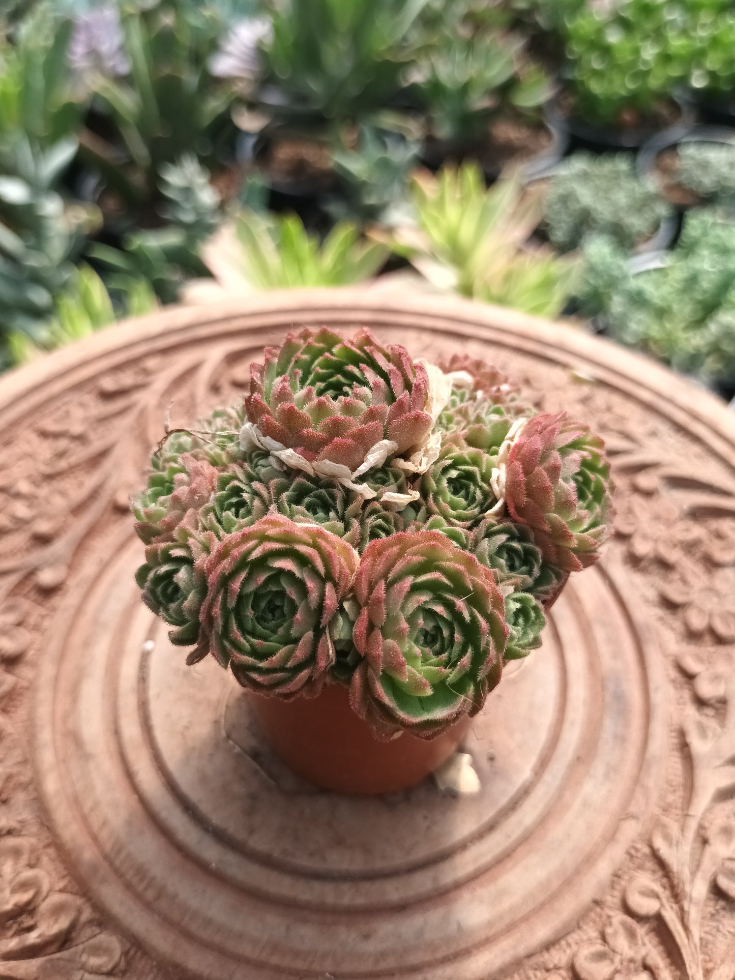 Rosularia chrysantha