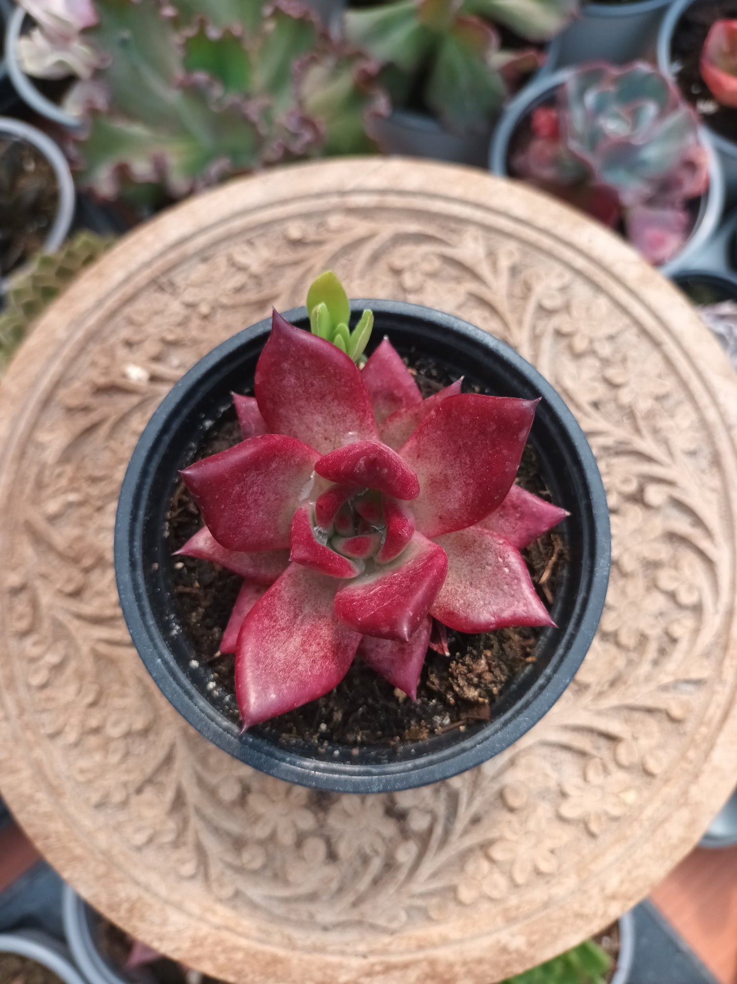 Echeveria taurus