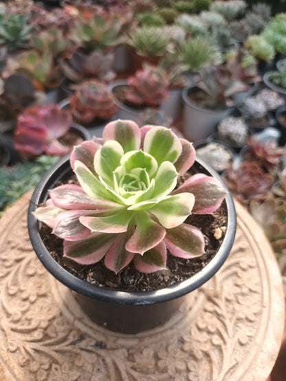 Aeonium riverstone