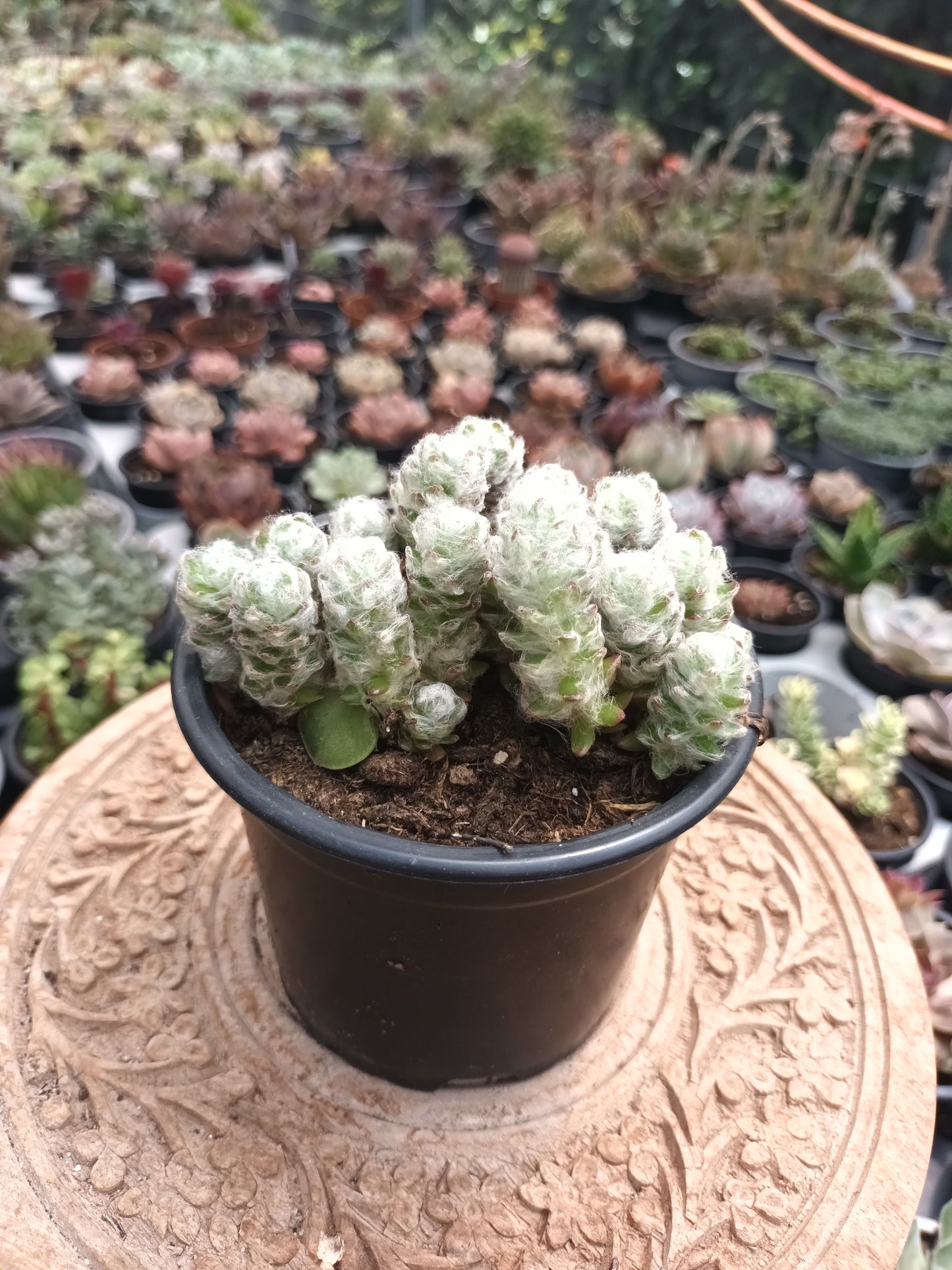 Portulaca Werdermannii