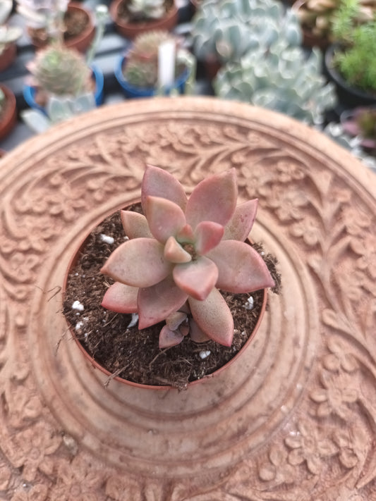 Graptosedum bronce