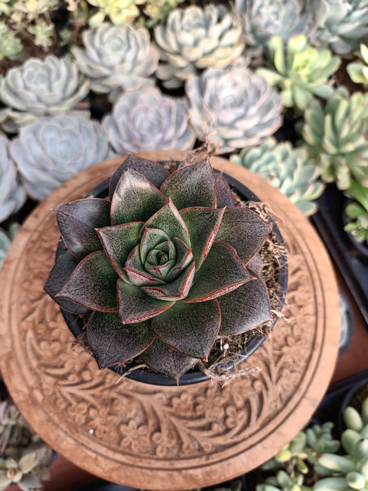 Echeveria purposorum