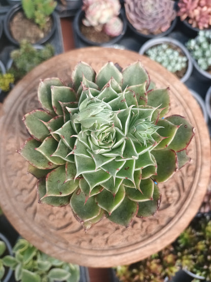 Graptoveria silverstar hybrid