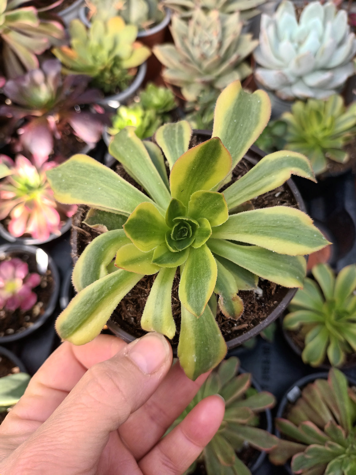 Aeonium green lemon