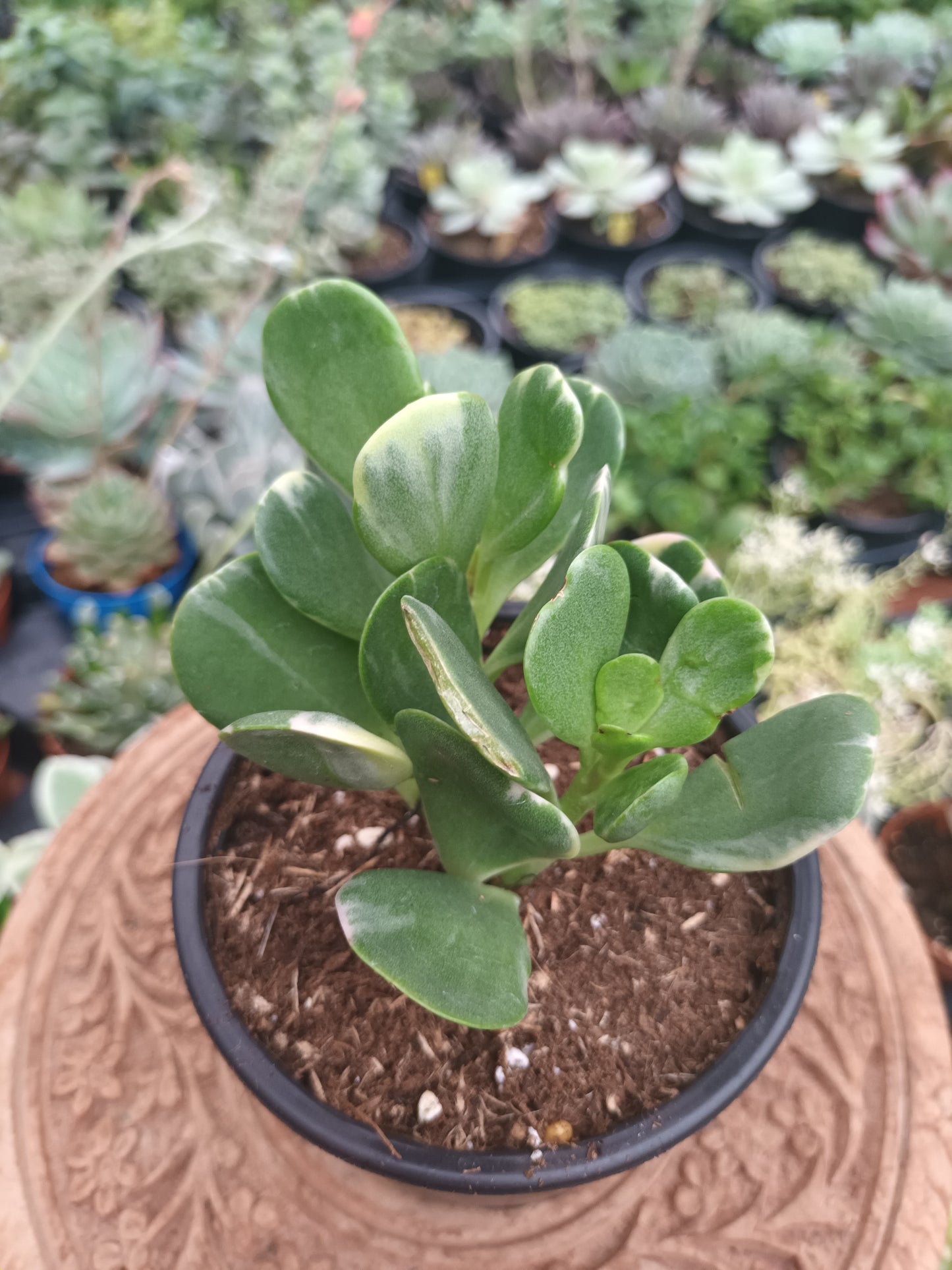 Senecio jacobsenii variegata