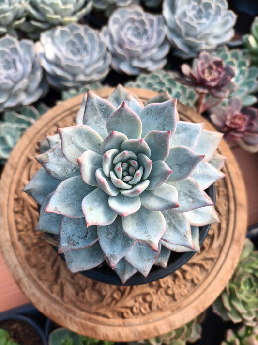 Echeveria Blue Bird