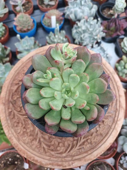 Graptoveria bashful
