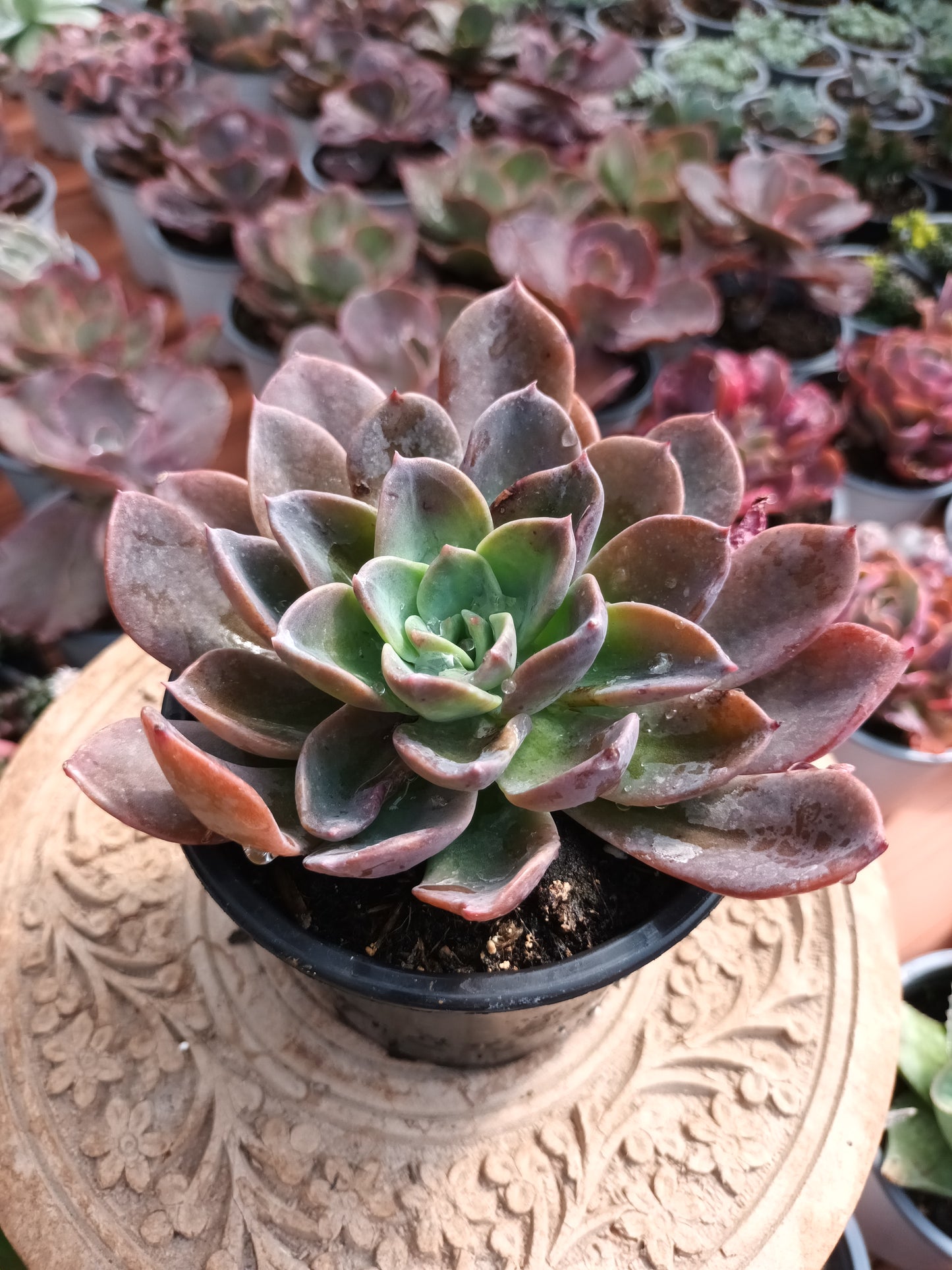 Echeveria Blue Prince