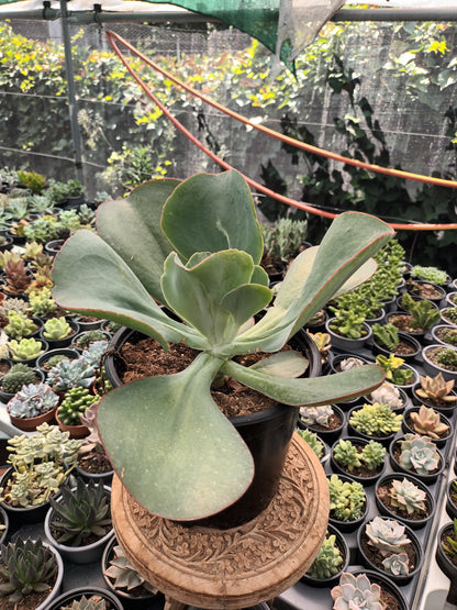 Echeveria gigantea