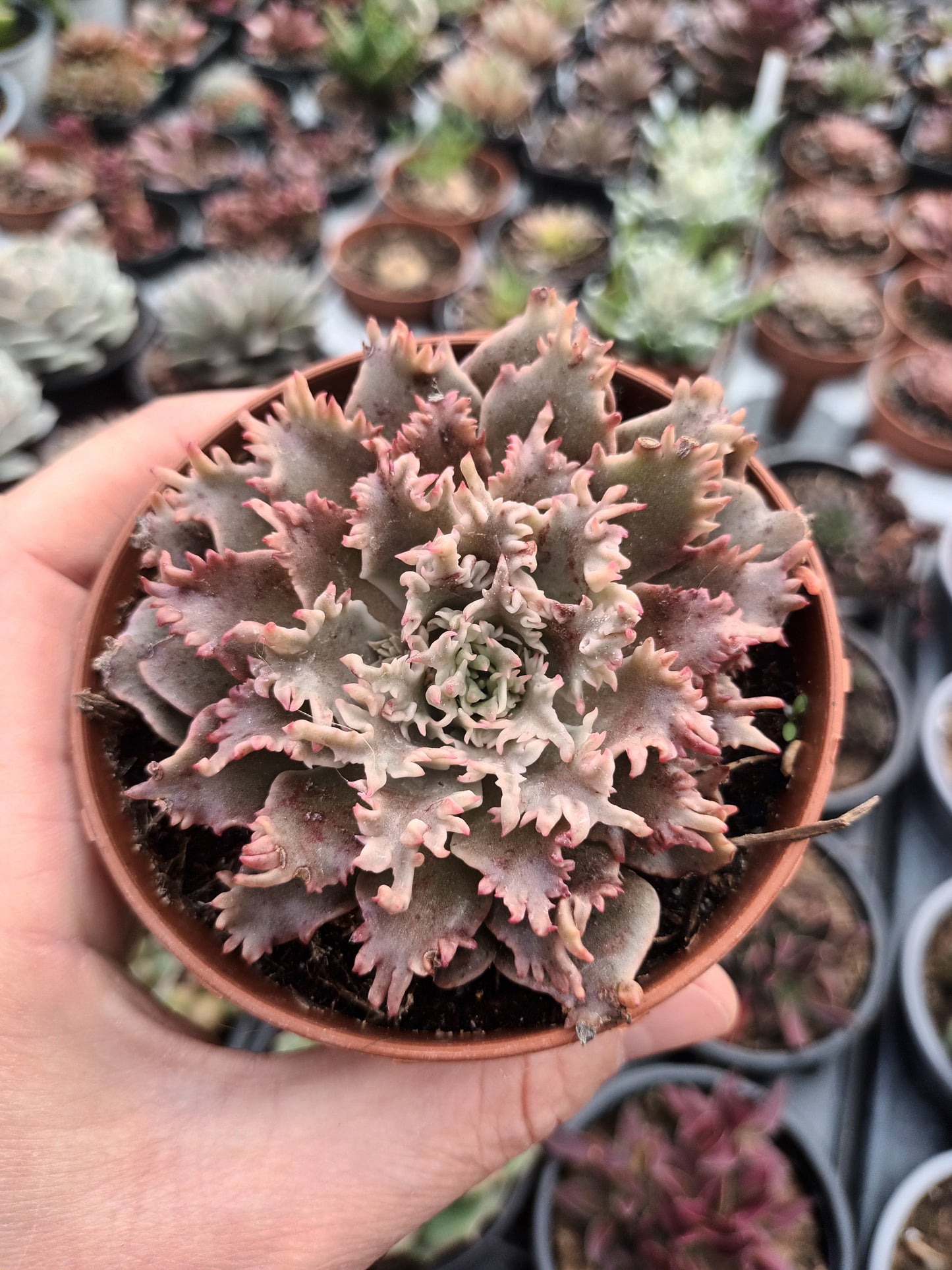 Graptoveria 'starfire'