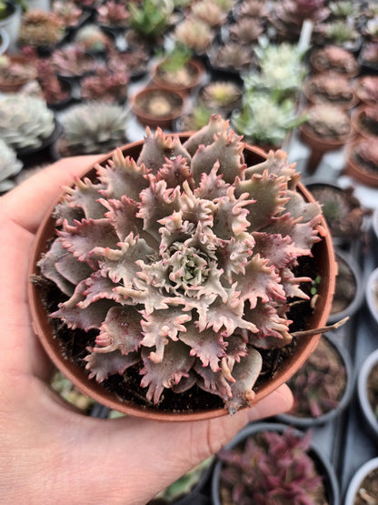 Graptoveria 'starfire'