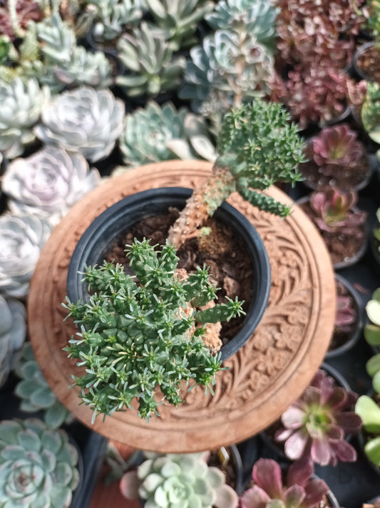 Euphorbia spp 'Medusoide'