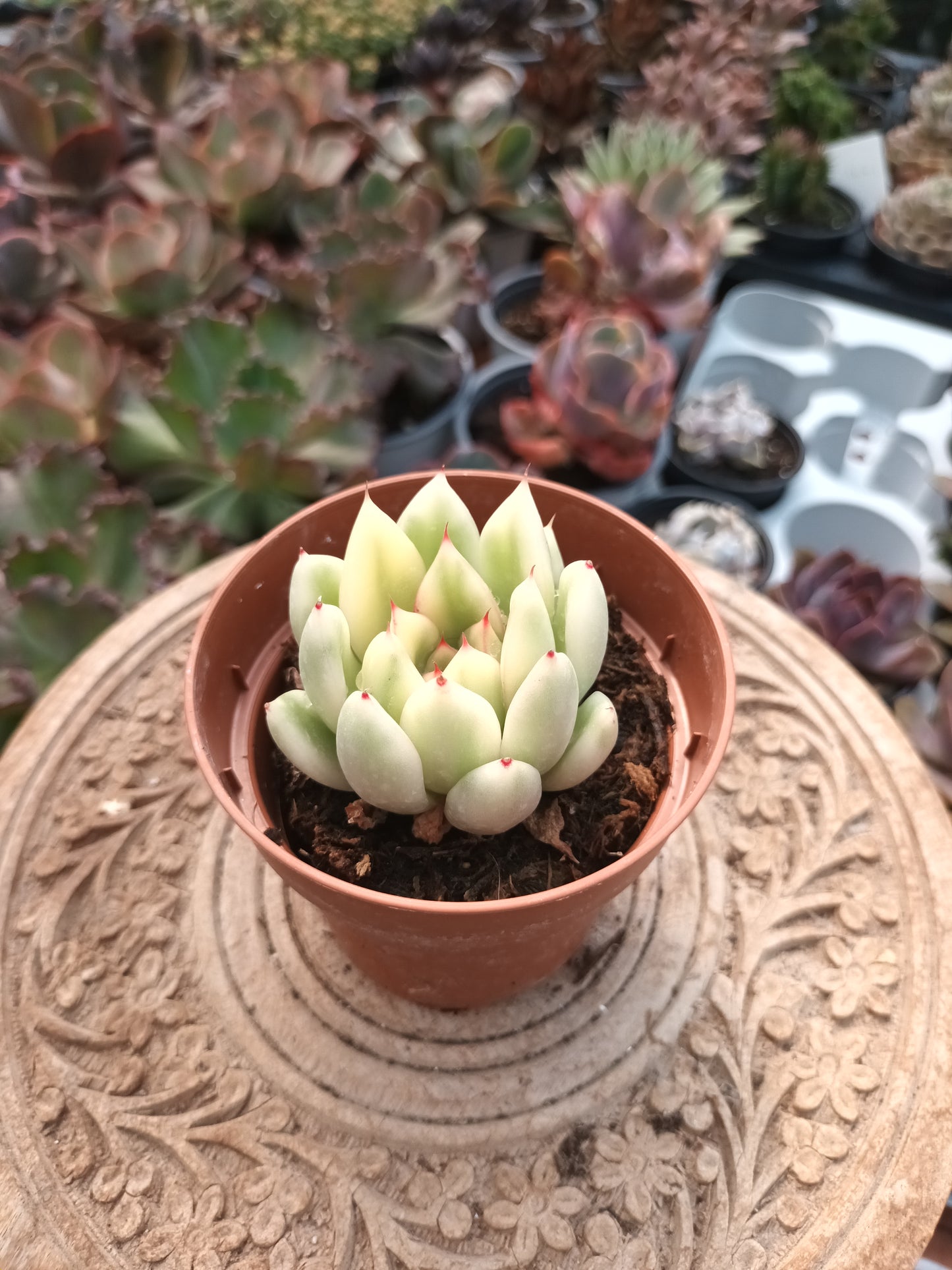 Echeveria agavoides x pulidonis variegata