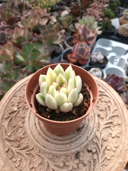 Echeveria agavoides x pulidonis variegata