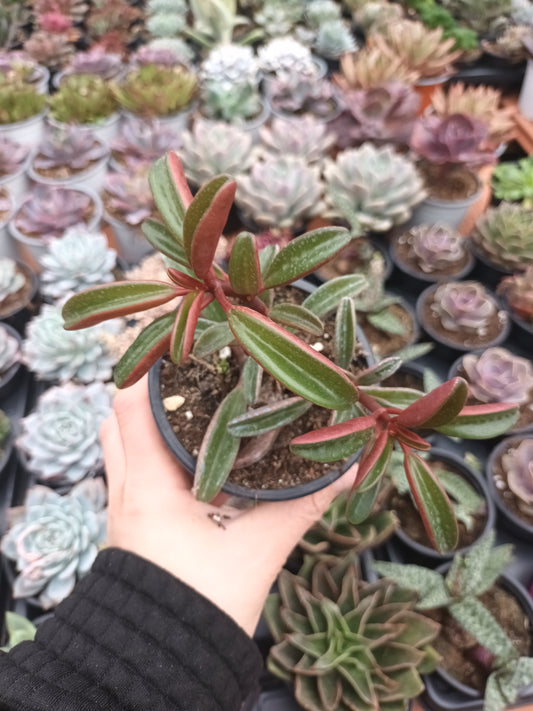 Peperomia graveolens