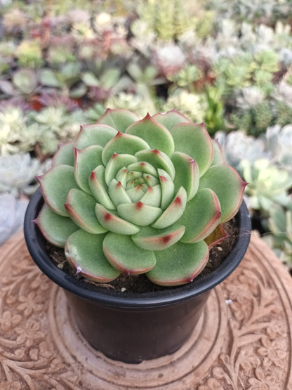 Echeveria 'Kimberley'