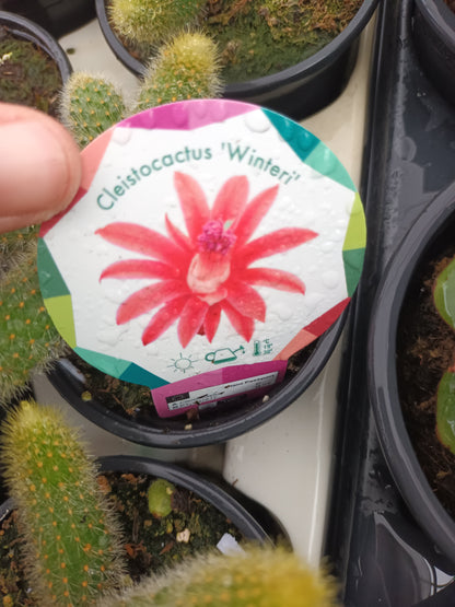 Celeistocactus 'Winteri' o rabo de gato