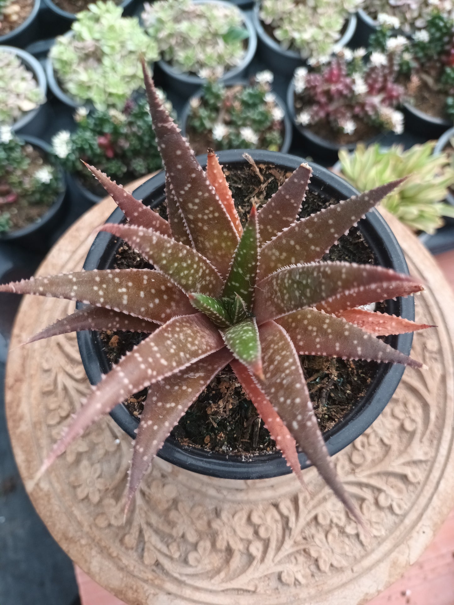 Aloe aristata