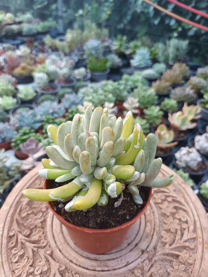 Senecio scaposus