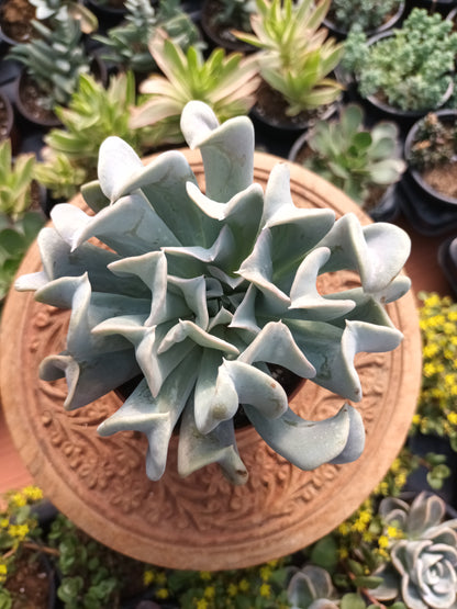 Echeveria runyonii Topsy Turvy