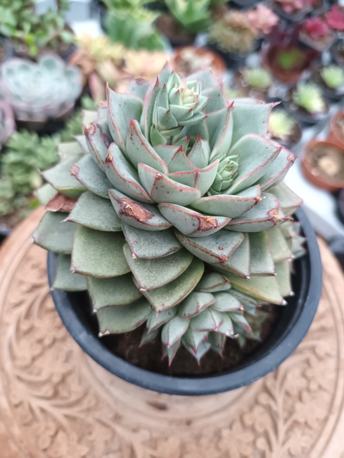 Echeveria Purposum Green Gilva