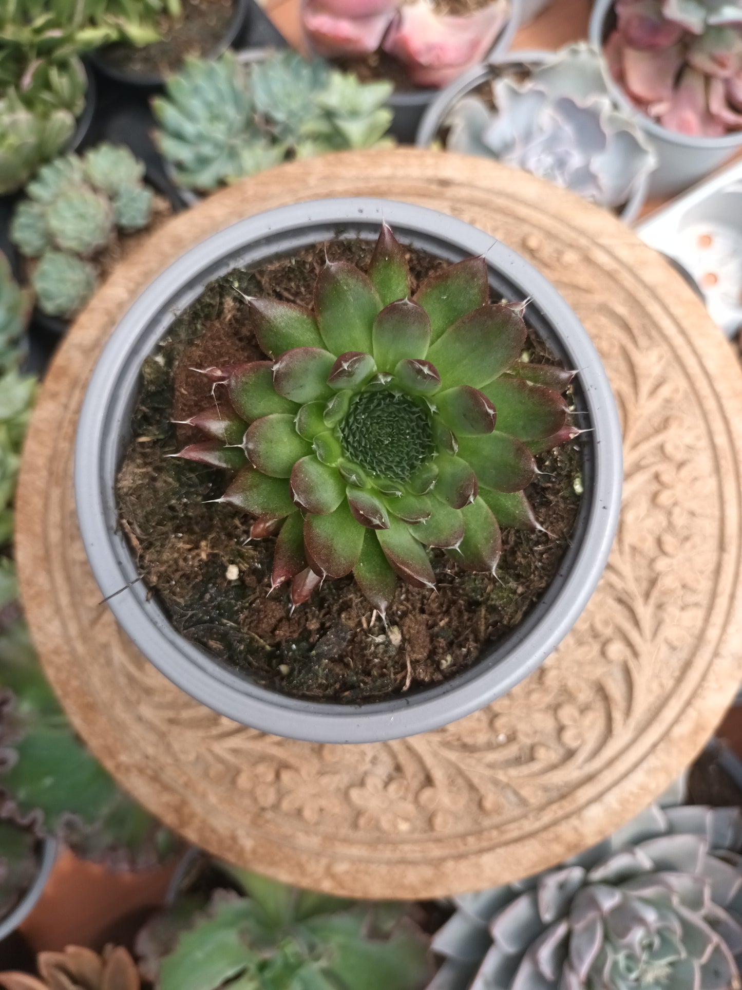 Orostachys spinosa 'Rot'
