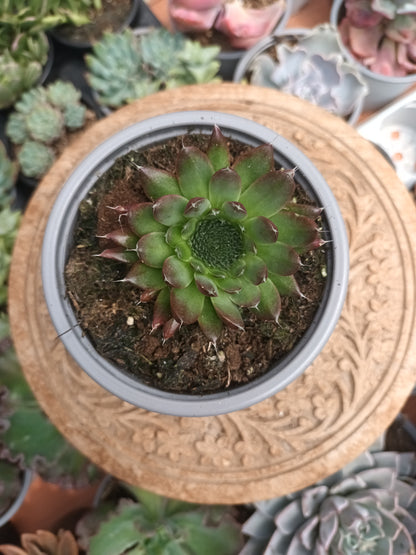 Orostachys spinosa 'Rot'