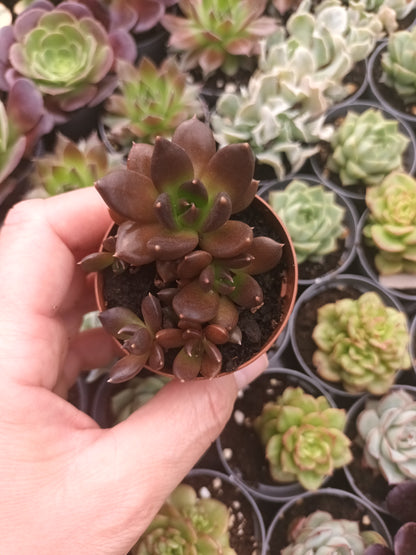 Echeveria Gótica