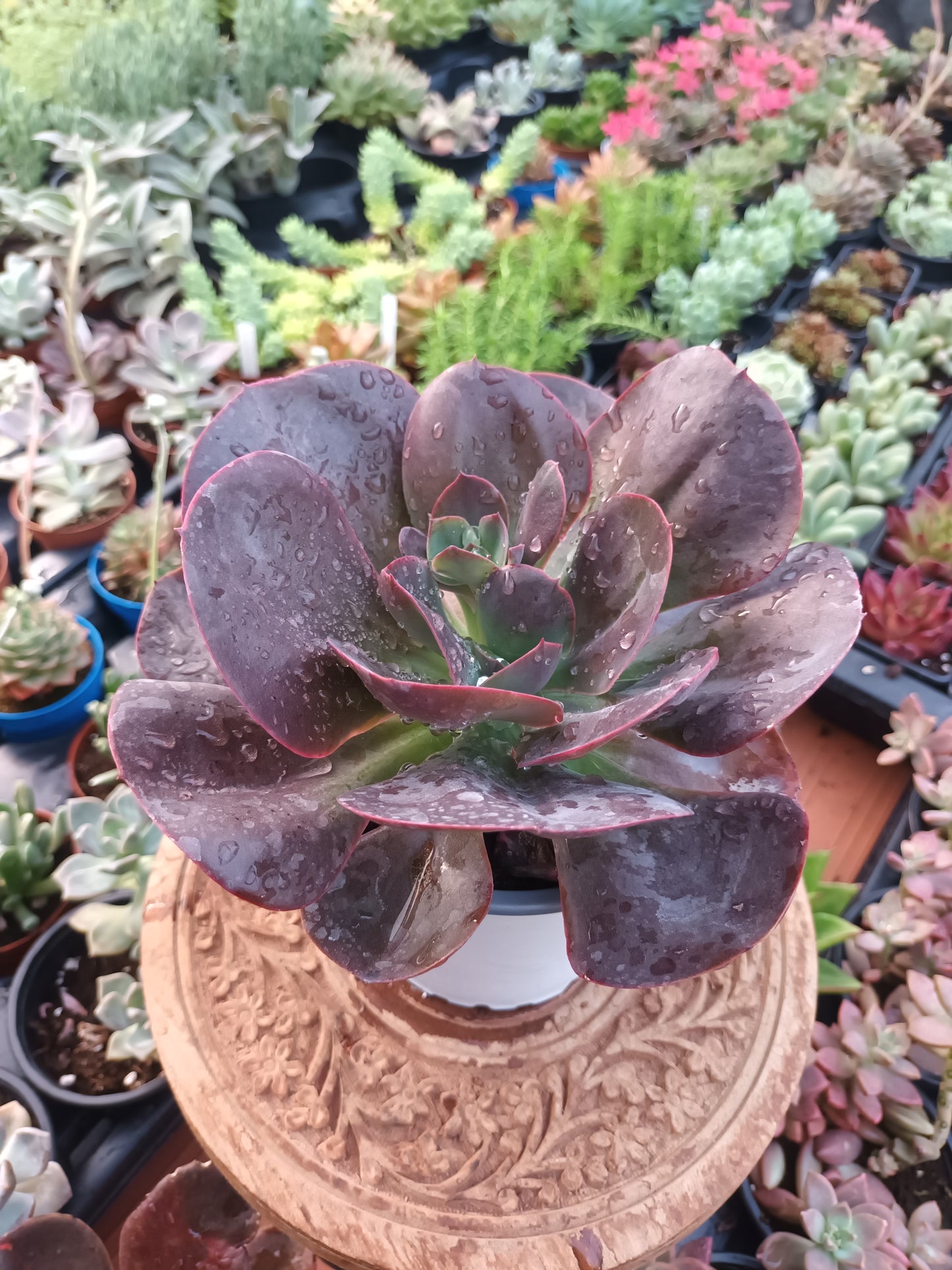 Echeveria gibbiflora hortensia