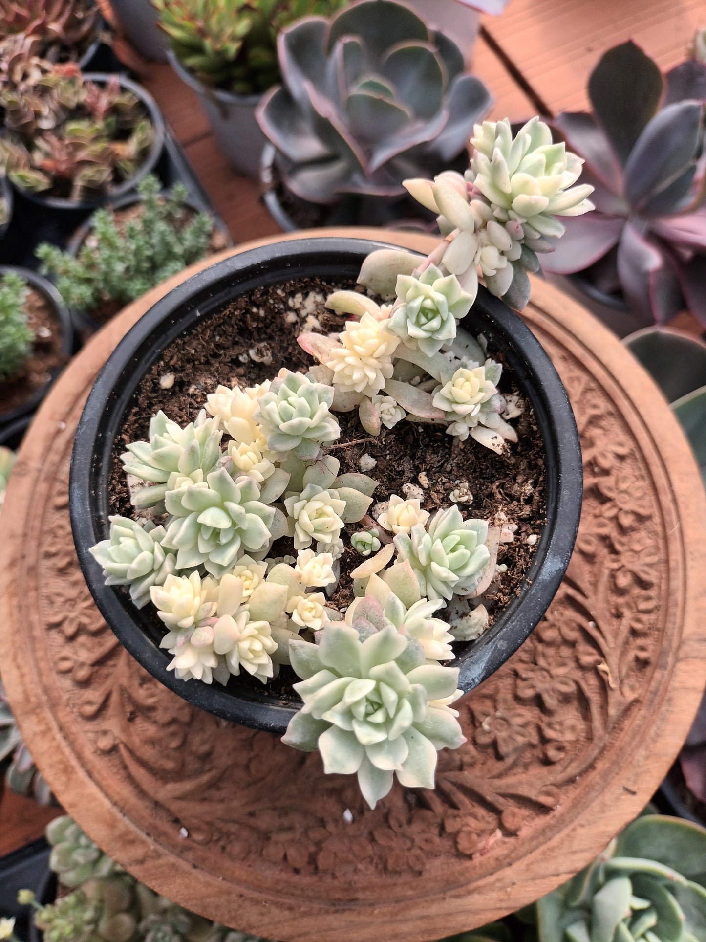 Echeveria prolífica variegata