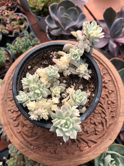 Echeveria prolífica variegata