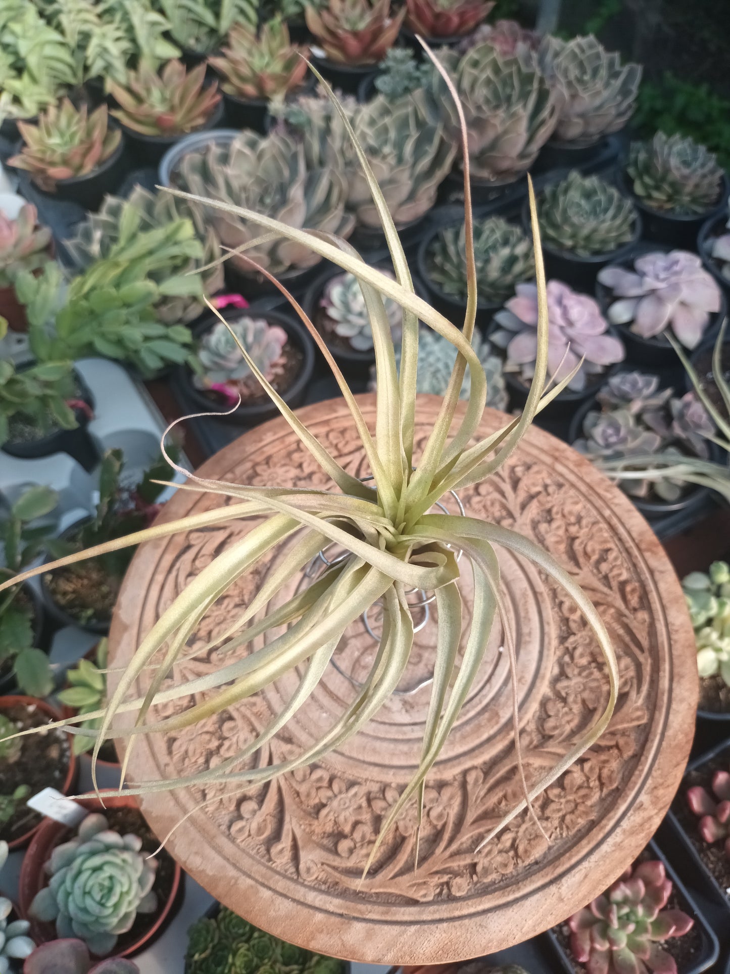 Tillandsia brachycaulos var.brachycaulos M