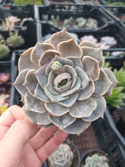 Echeveria lotus