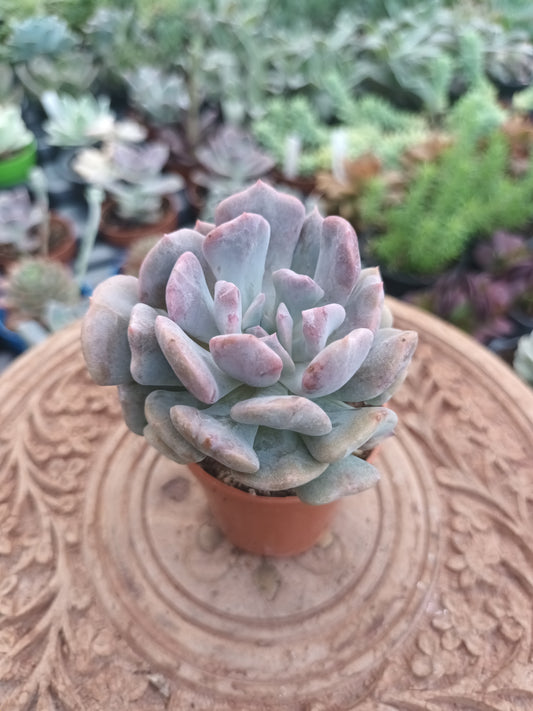 Echeveria cubic frost