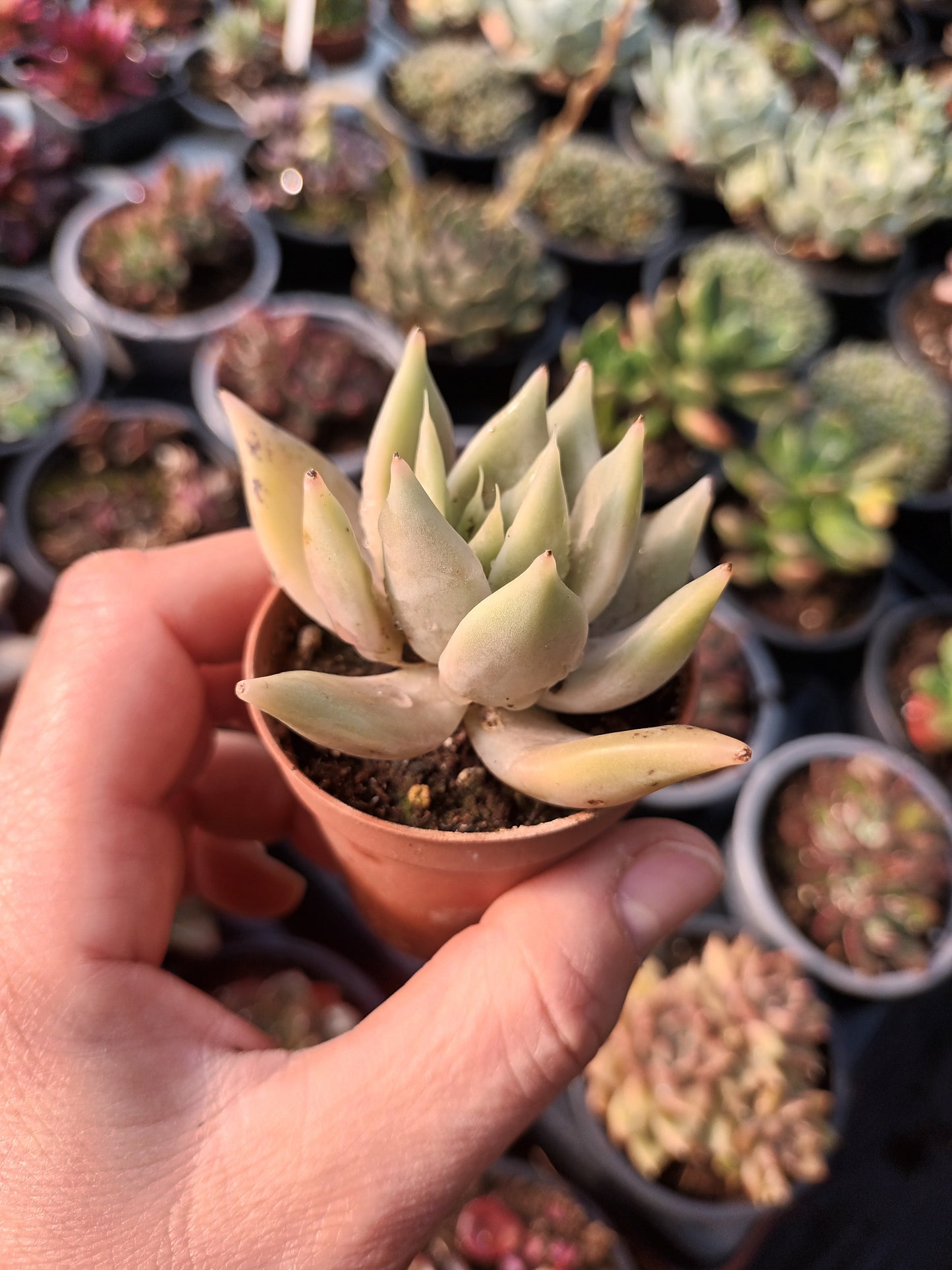 Echeveria Juliana