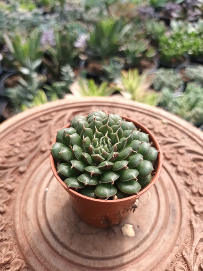 Graptoveria 'Iona'