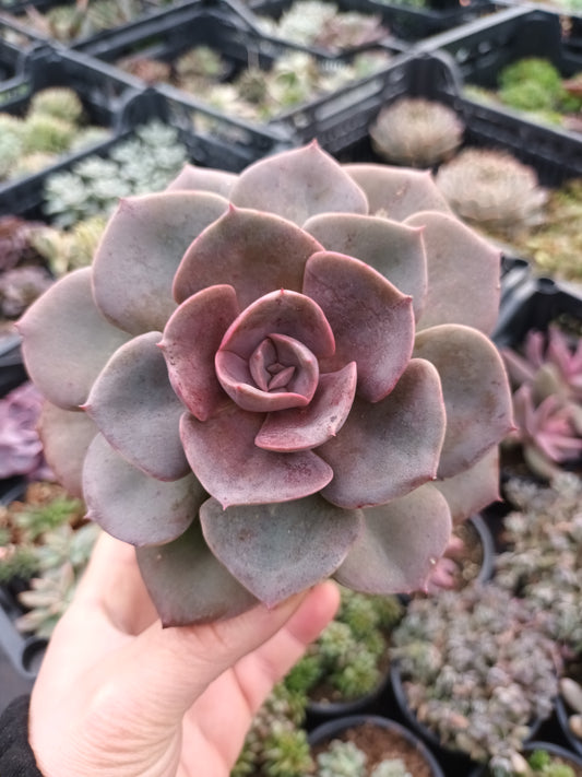 Echeveria Dusty Rose