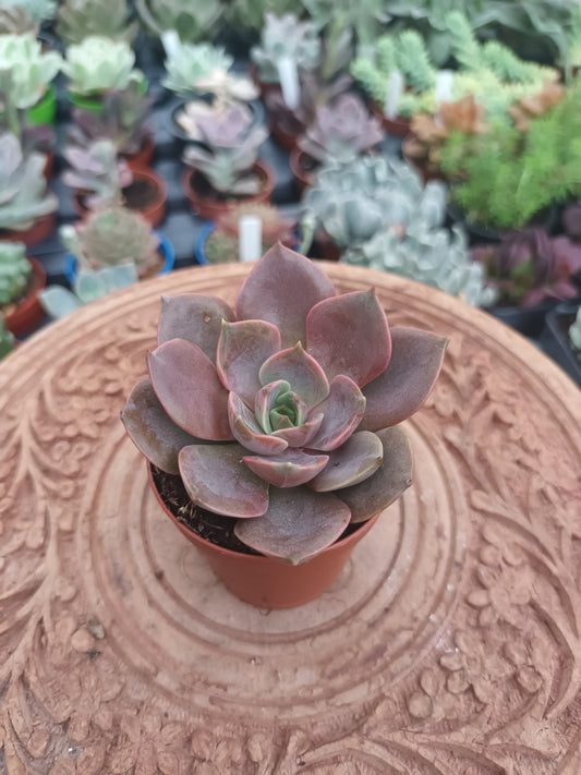 Echeveria nina
