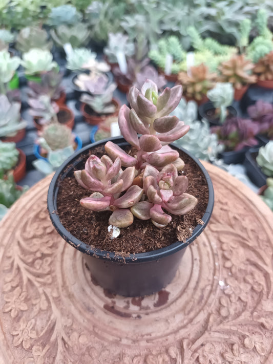 Lenopetalum ‘Chocolate and Strawberries’