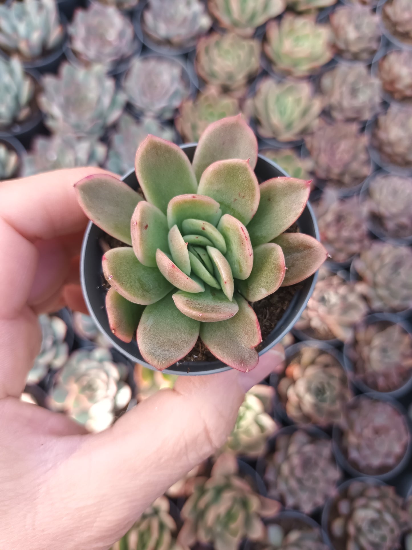 Echeveria agavoides prolifera
