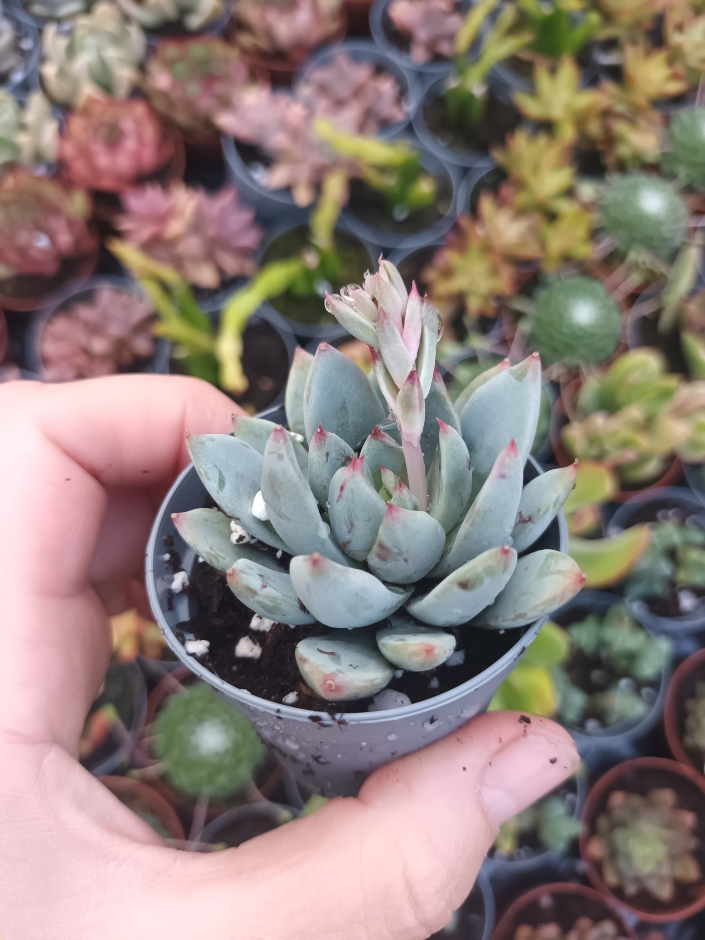 Echeveria yummie