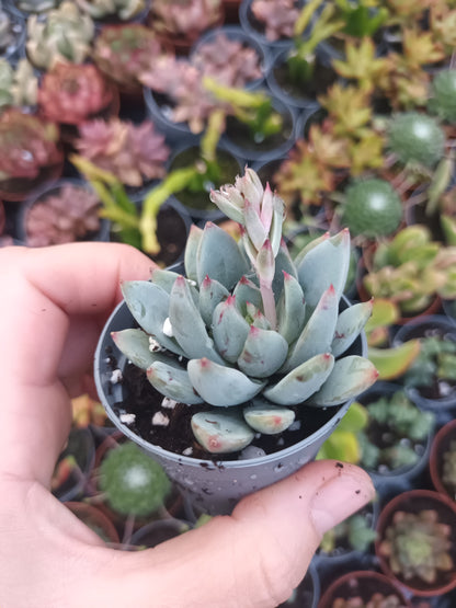 Echeveria yummie