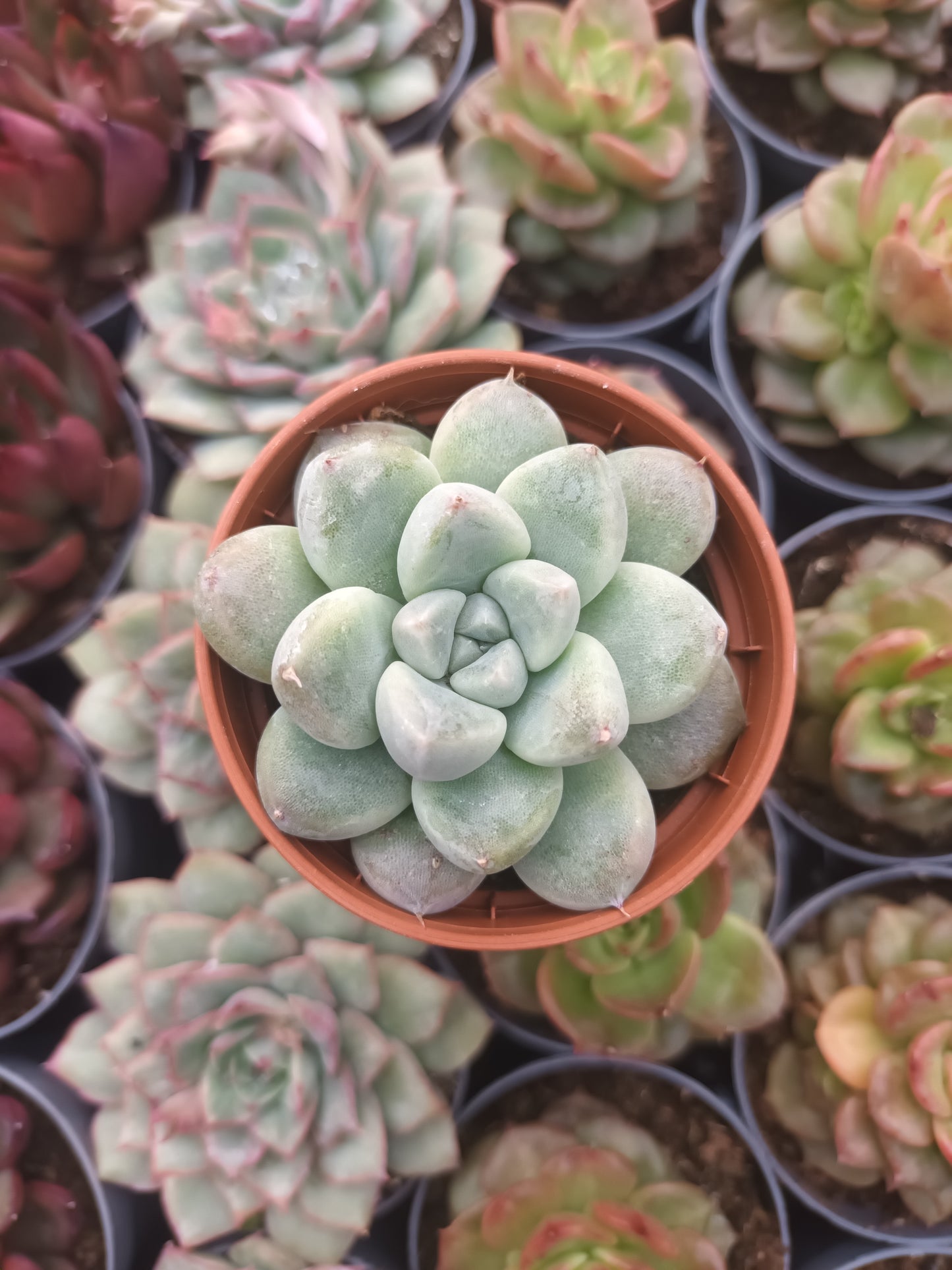 Echeveria albicans x tolimanensis
