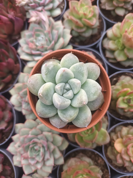 Echeveria albicans x tolimanensis