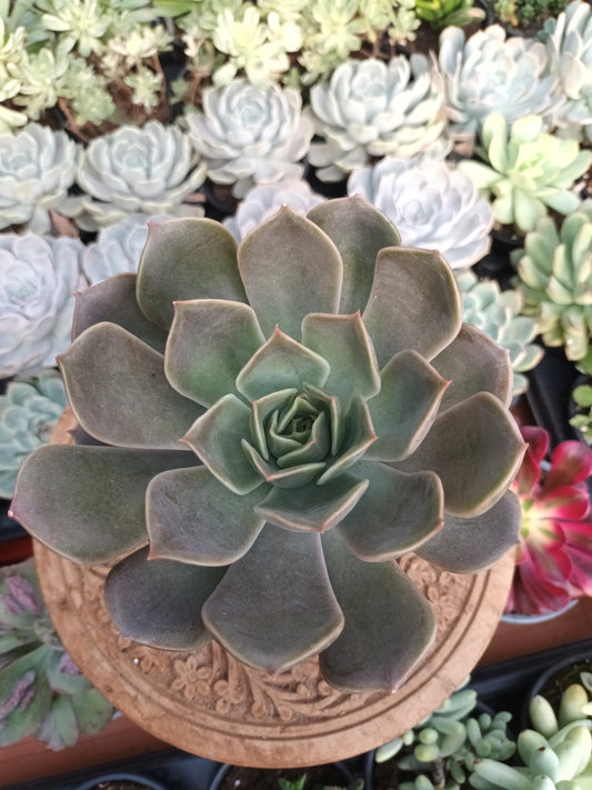 Echeveria 'Merriman'