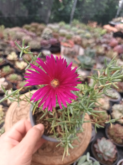 Delosperma spp / Rayito de sol