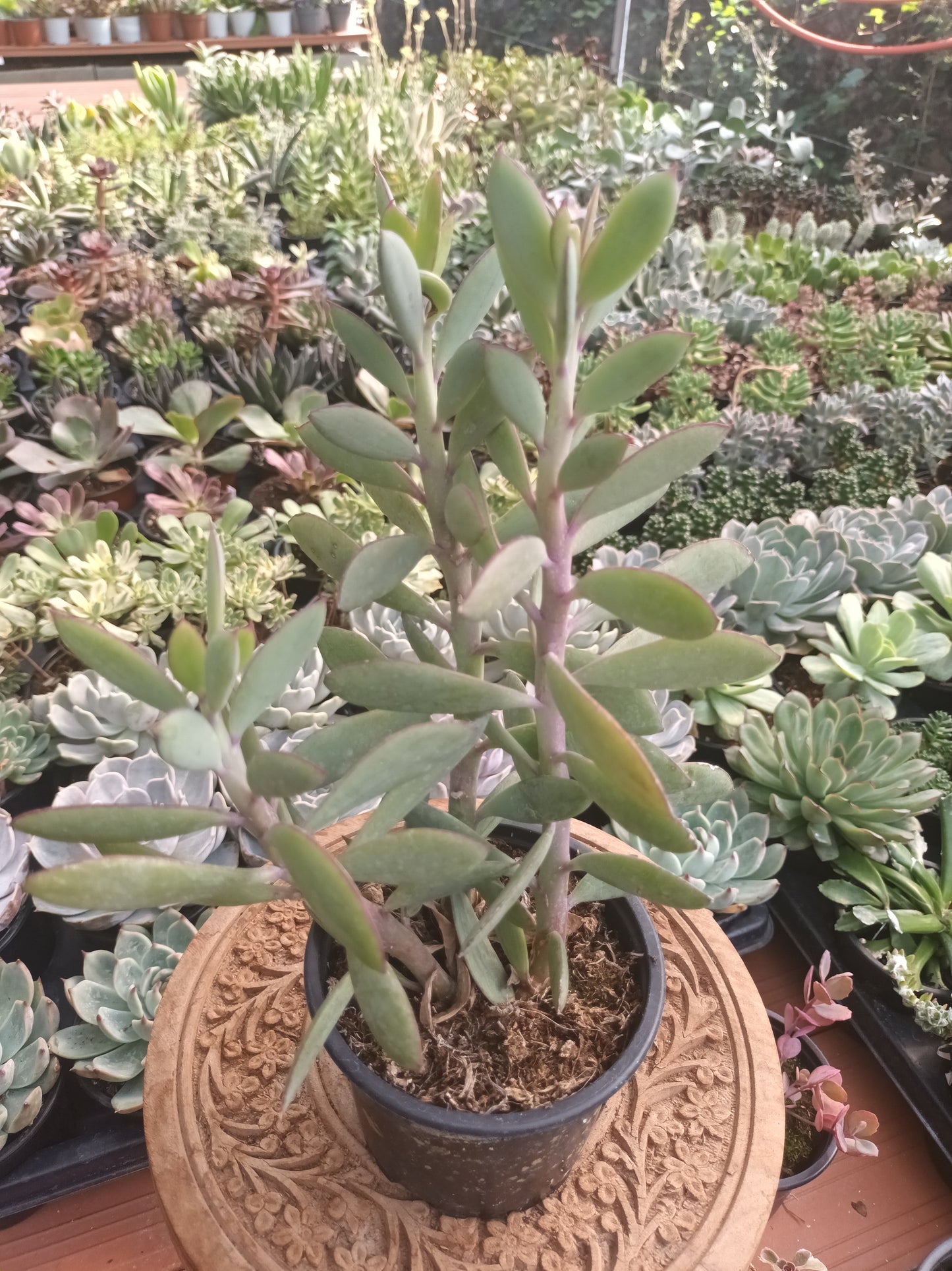 Senecio crassissum